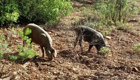 Senderismo en Huelva